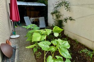 Sitzecke und Liegestühle hinterm Haus